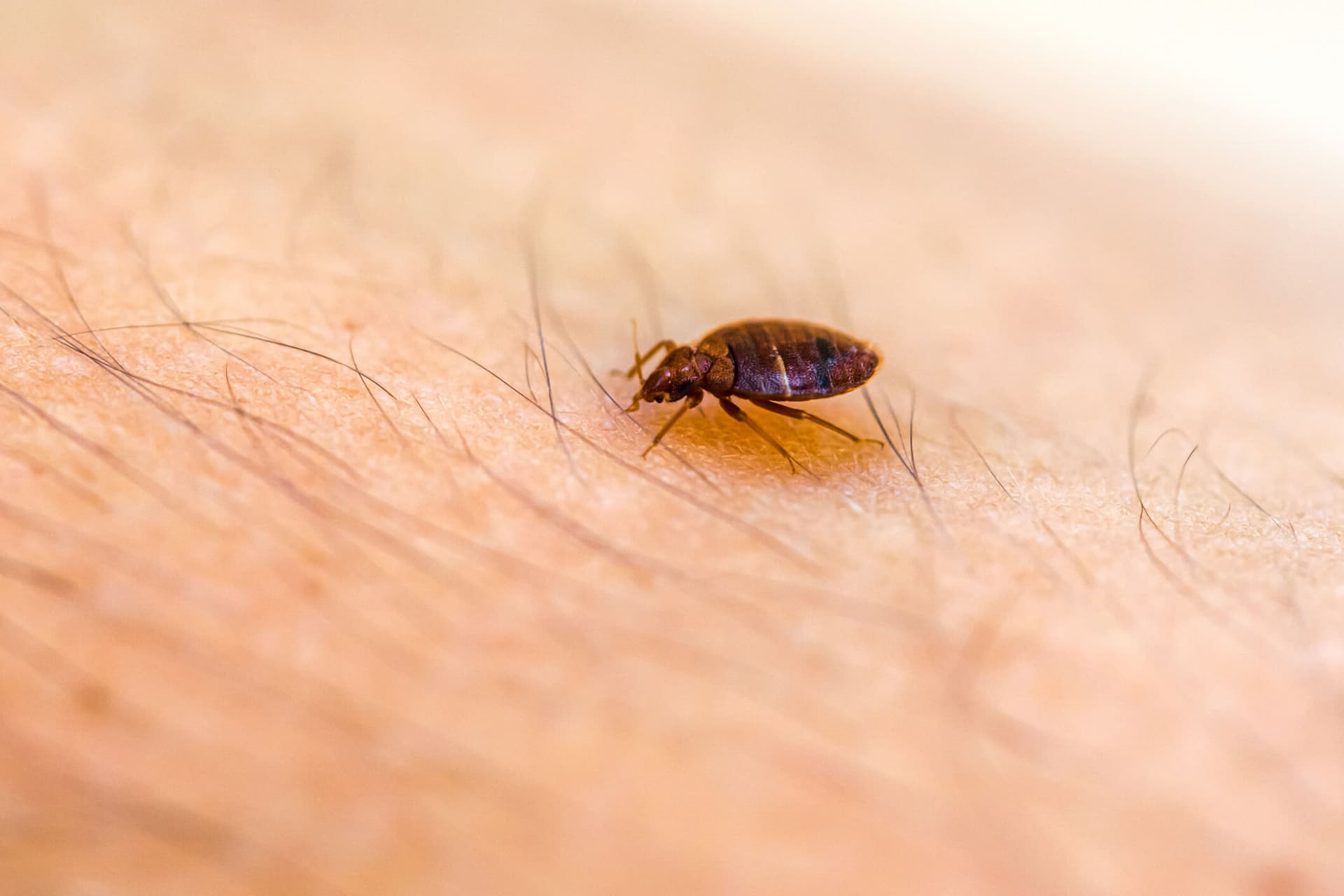 Powerful Bed Bug Heat Treatment for Total Elimination