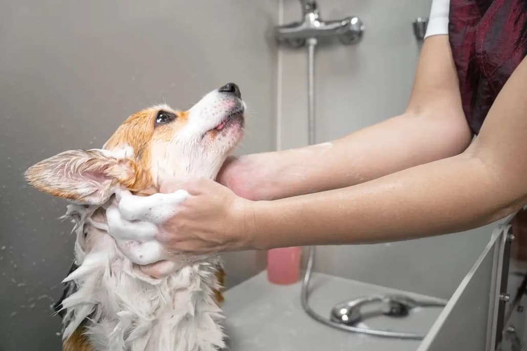 Professional Dog Wash Units for Commercial Installations