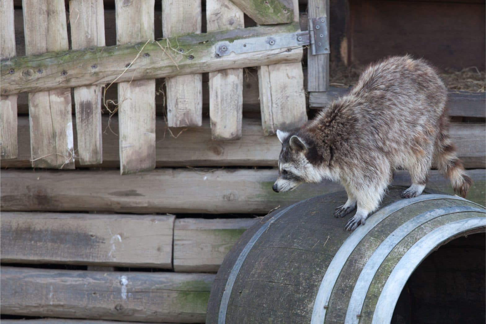 Raccoon Removal Near Me to Protect Your Property