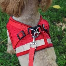 OEM Dog Collar Manufacturer for Retailers and Distributors