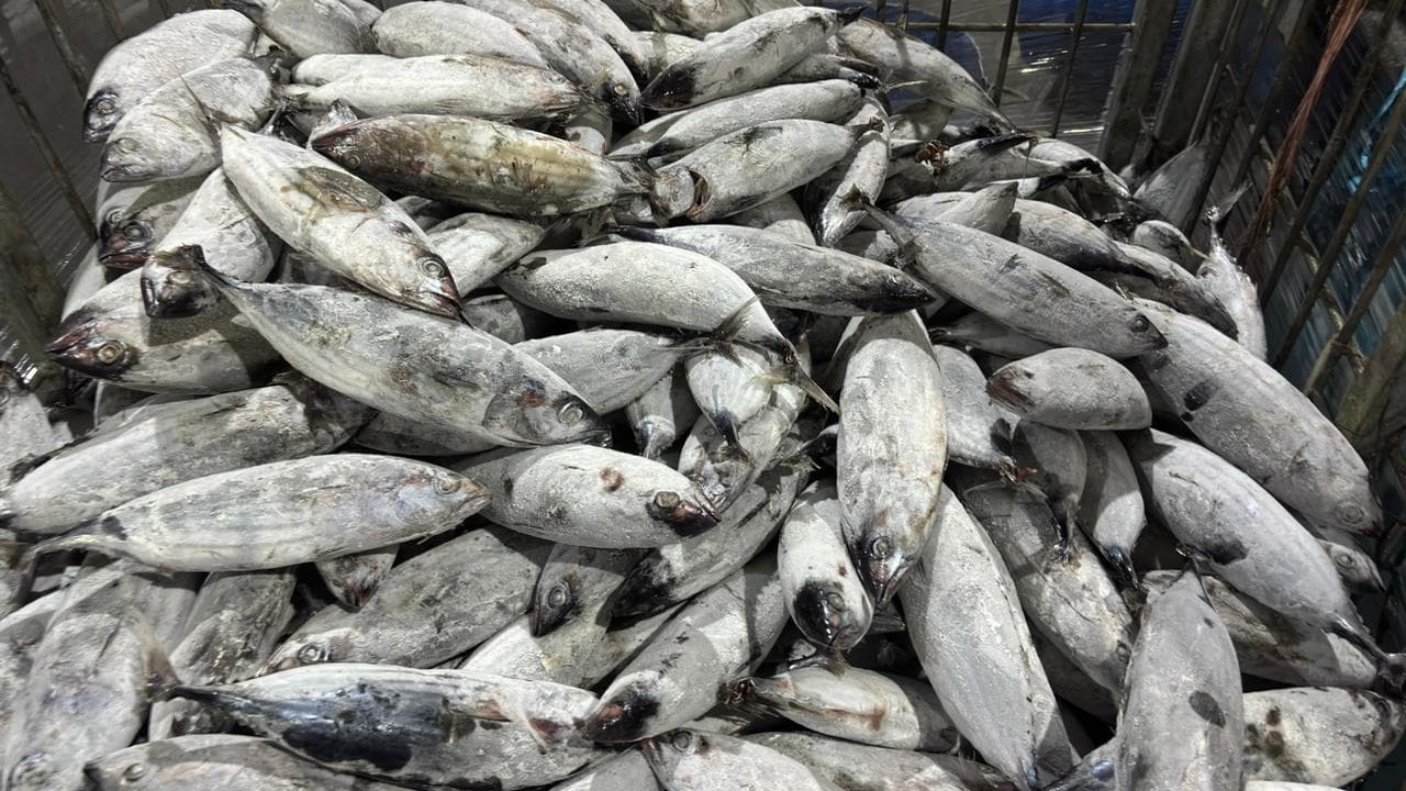 Fresh Seafood Supply – Global Premium Seafood Exporter