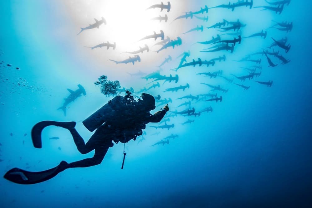 The Ultimate Guide to Galapagos Marine Reserve Diving