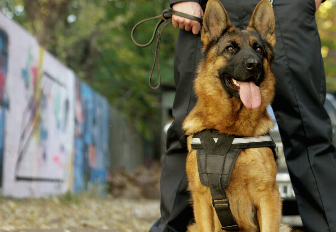 Security Dog Services Coventry for Canine Security Excellence by ISA Support Services