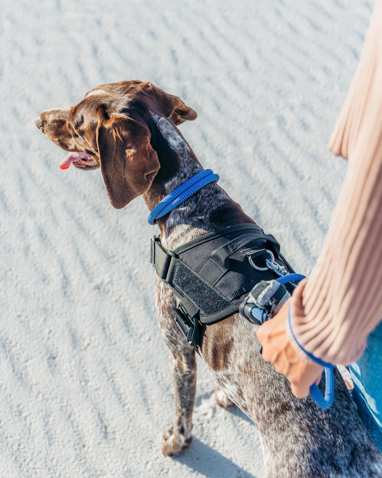 Eco-Friendly Dog Collar Manufacturer for Sustainable Brands