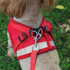 OEM Dog Collar Manufacturer for Retailers and Distributors