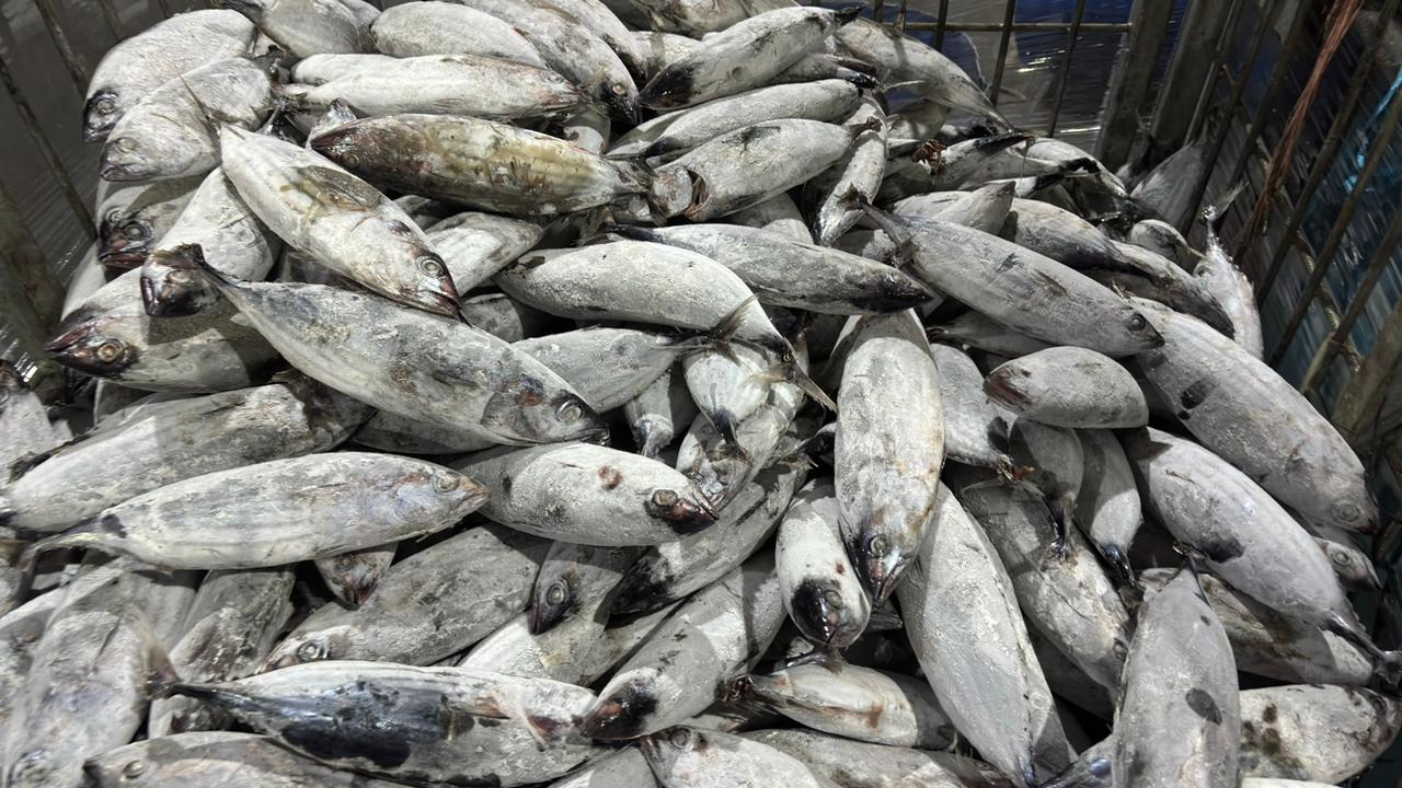 Fresh Seafood Supply – Global Premium Seafood Exporter