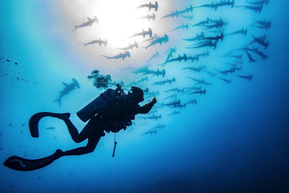 The Ultimate Guide to Galapagos Marine Reserve Diving